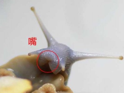 组件蜗牛痕有什么影响（蜗牛构件可能出现的破坏形式包括）